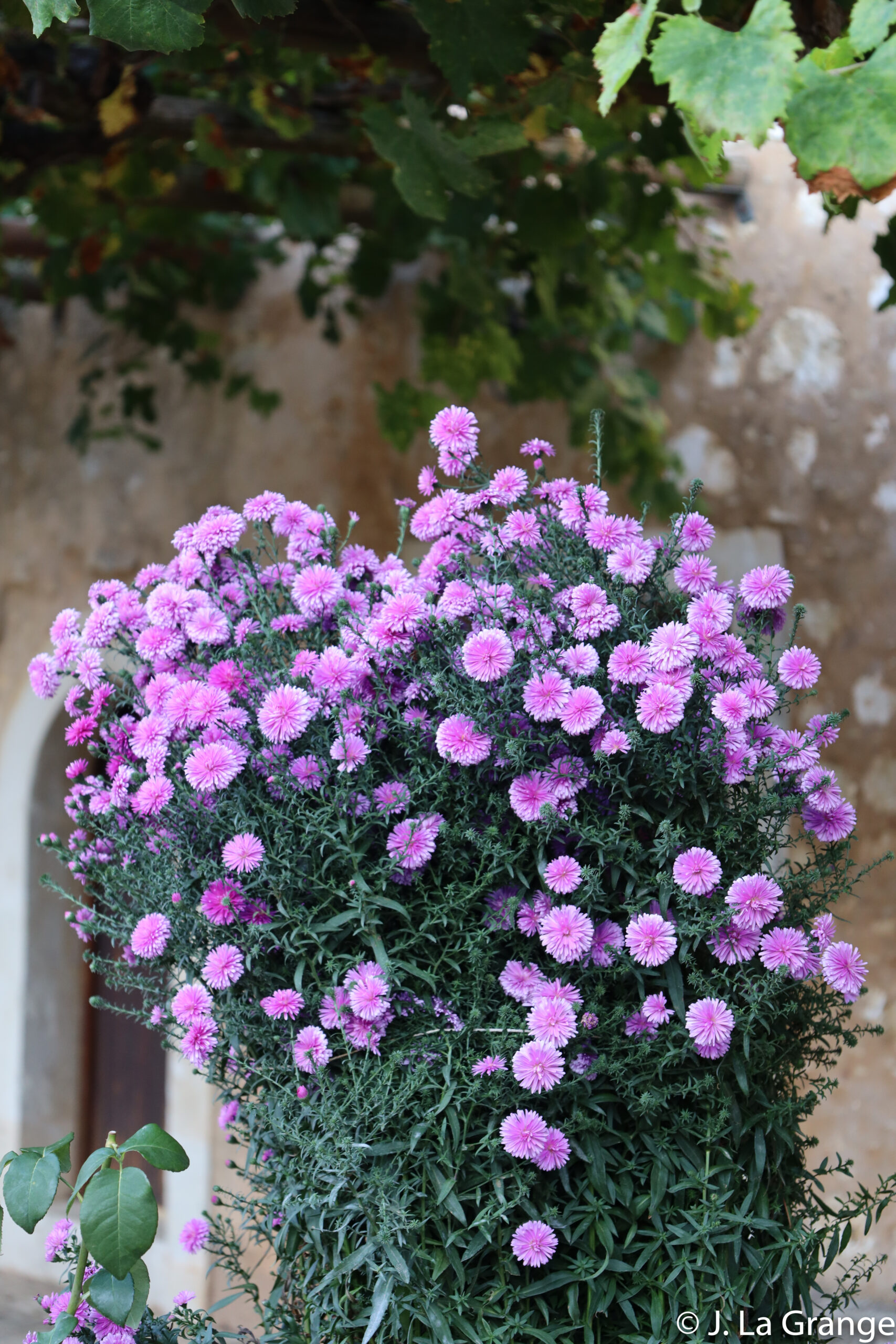 JLG_2077